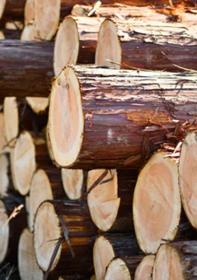 Lorem ipsum dolor sit amet 1